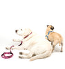 Ella Dish Jolly Rover Skull & Crossbones Dog Collar