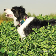 A Tail We Could Wag Moab Dog Leash