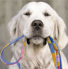 A Tail We Could Wag Starry Day Dog Collar
