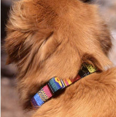 A Tail We Could Wag Traditional Dog Leash