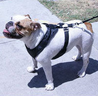 Gooby Big Dog Freedom Harness