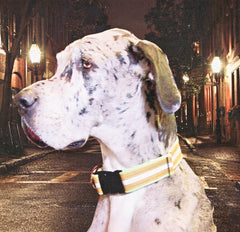 Gold Paw Marquis Cloud Collar