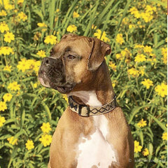 A Tail We Could Wag Block Island Dog Collar