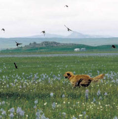 A Tail We Could Wag Camas Flower Dog Collar