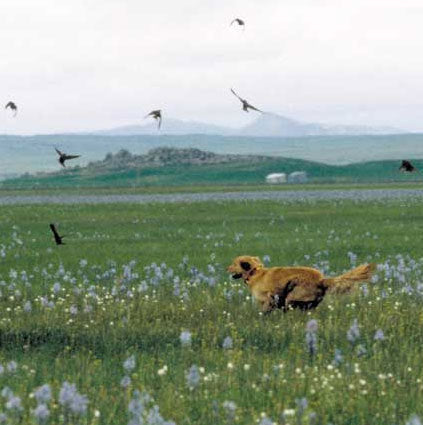 A Tail We Could Wag Camas Flower Dog Leash
