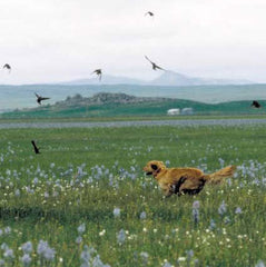 A Tail We Could Wag Camas Flower Dog Leash