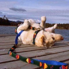 A Tail We Could Wag Foolish Fish Dog Leash
