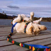 A Tail We Could Wag Foolish Fish Martingale Dog Collar