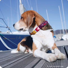 A Tail We Could Wag Harborside Dog Collar
