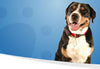 SpotLight GPS Pet Locator