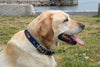Belted Cow Blue Hopkins Fish Dog Collar
