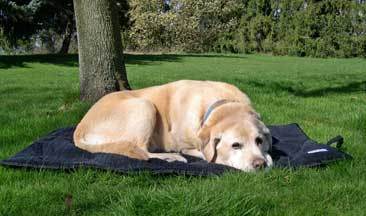 Dream On Terry Travel Dog Blanket