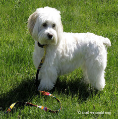 A Tail We Could Wag Perrito Dog Collar