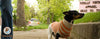 West Paw Orange Stripe Reknitz Dog Sweater