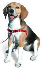 SENSE-ible No Pull Dog Harness