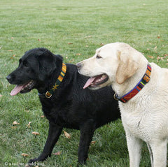 A Tail We Could Wag Sun Valley Dog Collar