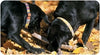 A Tail We Could Wag Sun Valley Dog Collar