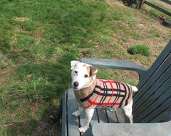 Chilly Dog Tan Plaid Wool Dog Sweater