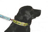 Belted Cow Blue Tug of Dog Collar