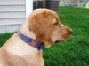 Belted Cow History of the US Flag Dog Collar