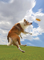 Kurgo Winga Flying Disc Toy for Dogs